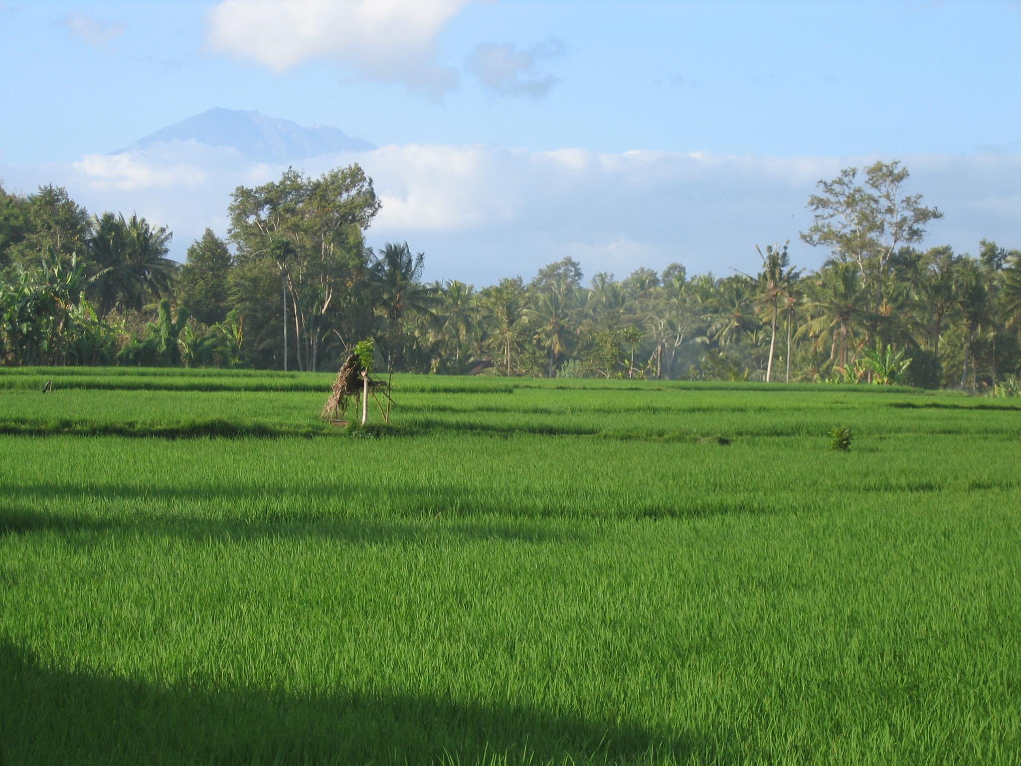 Campo de férias Taman Harum 3*